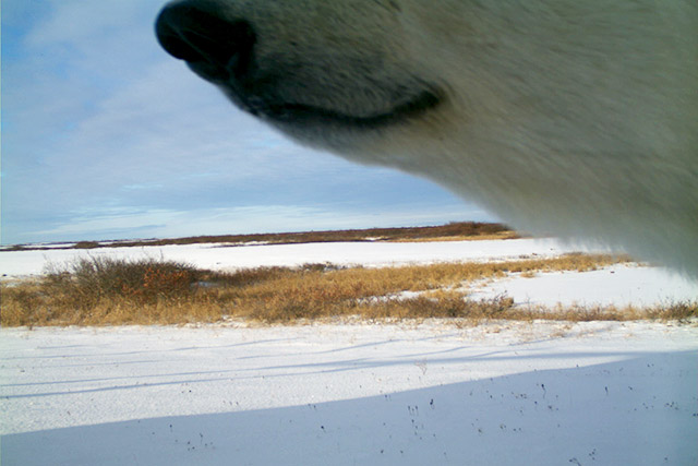 A polar bear’s nose sniffing a remote wildlife camera in Wapusk National Park.