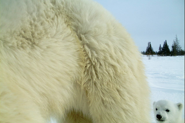 A mother polar bear and cub close to a remote wildlife camera in Wapusk National Park.