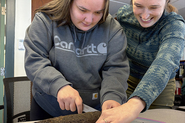 One person cuts into a cylinder of soil while another holds a measuring tape next to it.