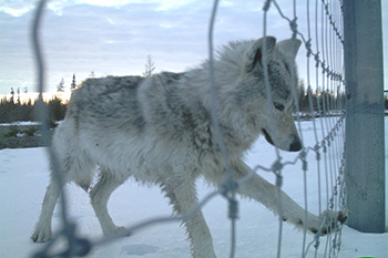 A grey wolf paws at a wire fence.