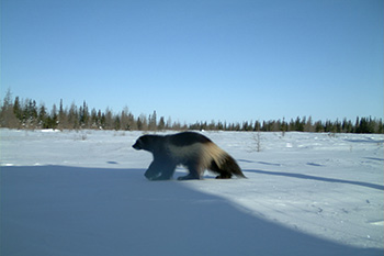 A wolverine walks through the snow.