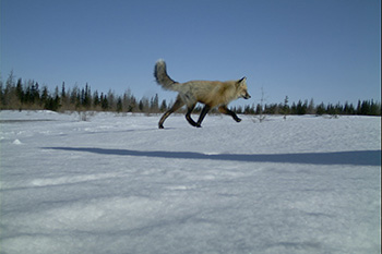 A red fox walks through the snow.