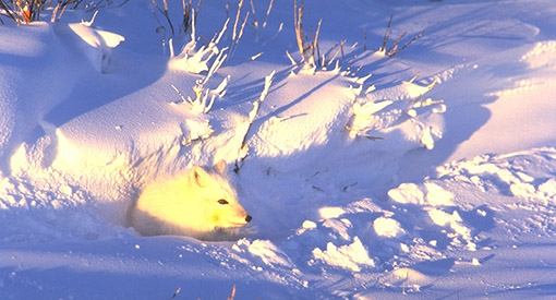 A white fox looks out from the snow facing right.