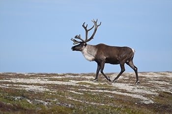 A caribou faces the viewer.