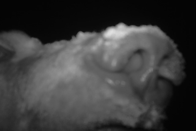 A polar bear’s nose sniffing a remote wildlife camera in Wapusk National Park at night. 