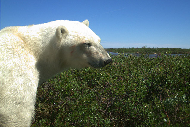 A polar bear with his eyes closed standing in bushes in Wapusk National Park.