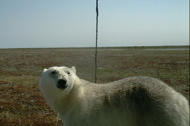 A polar bear sniffing the air close close to a remote wildlife camera in Wapusk National Park.