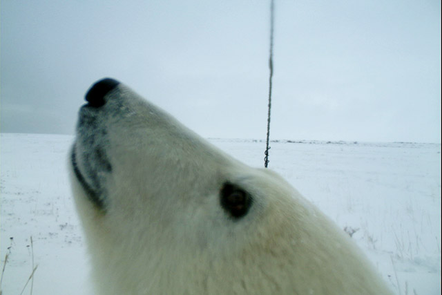 A polar bear’s face very close to a remote wildlife camera in Wapusk National Park.