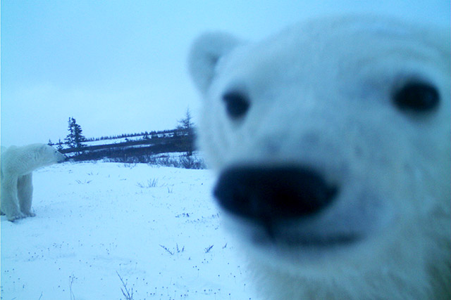 A mother polar bear and cub close to a remote wildlife camera in Wapusk National Park.