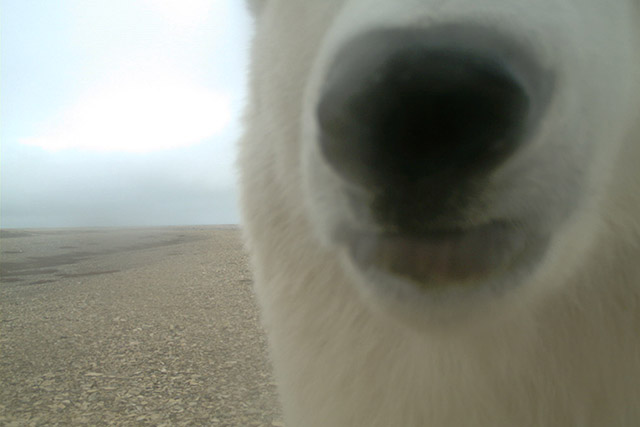 A polar bear’s nose sniffing a remote wildlife camera in Wapusk National Park.