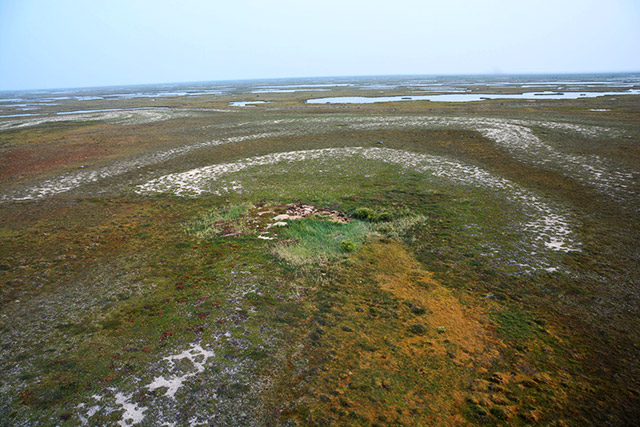 Vue aérienne d’un nid d’oie des neiges dans un champ.