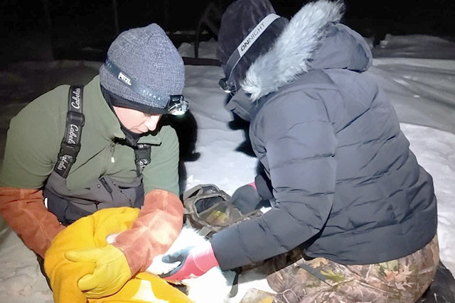 Deux personnes sont agenouillées dans un champ de neige et tiennent un renard arctique.