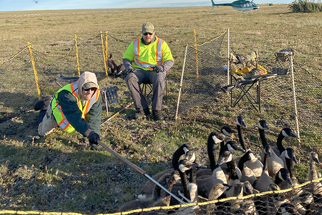 Une personne agenouillée tend une perche vers un groupe d’oies dans un enclos pendant qu’une autre personne regarde assise sur une chaise.