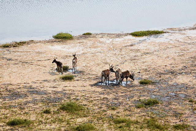 Vue aérienne de quatre caribous dans un champ.