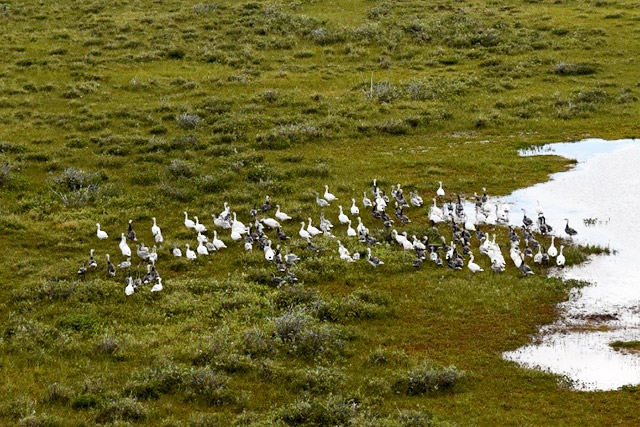 Vue aérienne d’un groupe d’oies des neiges dans un champ.