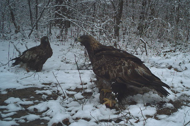 Deux aigles royaux sur une bûche enneigée.
