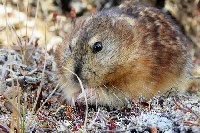 Une image rapprochée d’un lemming dans l’herbe.