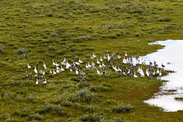Vue aérienne des oies des neiges dans l’herbe près d’un plan d’eau.