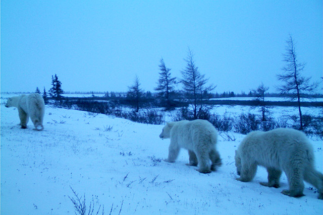 Trois ours polaires s’éloignant de la caméra sur la neige.