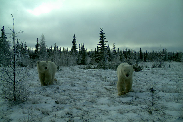 Deux ours polaires se tiennent dans la neige avec des arbres à feuilles persistantes en arrière-plan.
