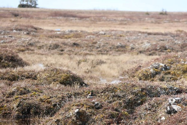 Un oiseau blotti dans le sol sur une colline herbeuse.