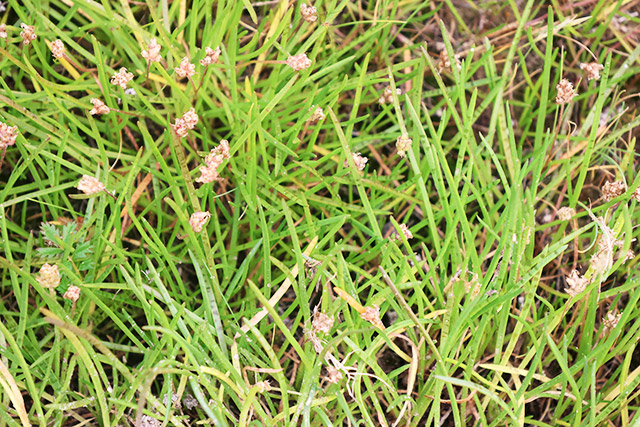 Un gros plan de plantain maritime dans l’herbe.