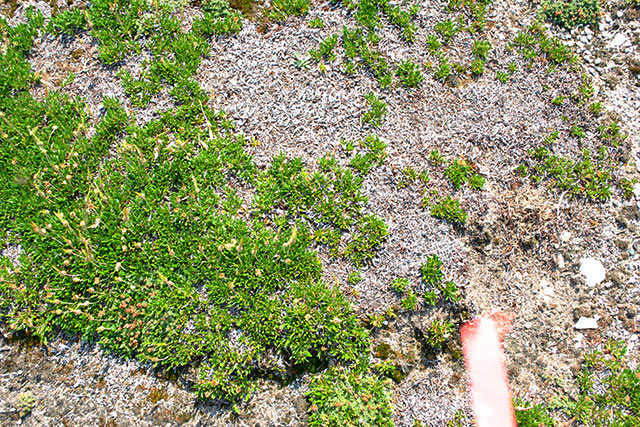 Vue aérienne d’un champ à moitié recouvert d’herbe verte et à moitié nue.