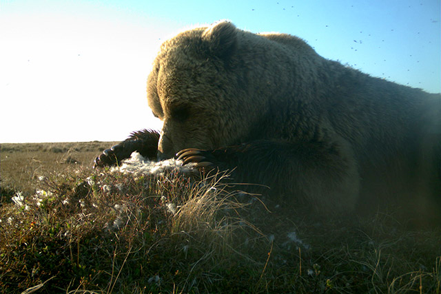 Une image d’une caméra de surveillance montrant un grizzli piétinant des plumes blanches.