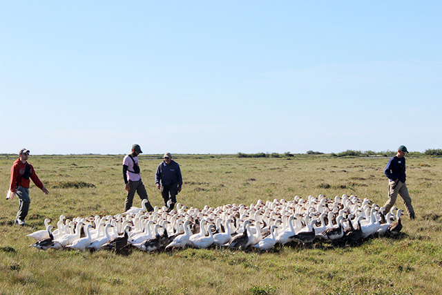 Quatre personnes se tiennent derrière un grand groupe d’oies des neiges dans un champ.