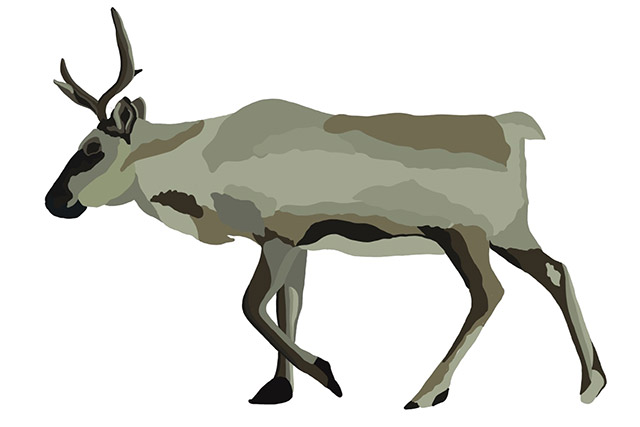 An illustration of an adult female caribou.