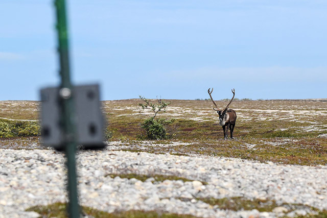 A caribou stands on grass in the background while facing a trail camera in the foreground.