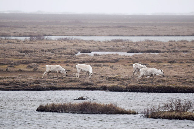 Four caribou standing on grass. A body of water is in the foreground.