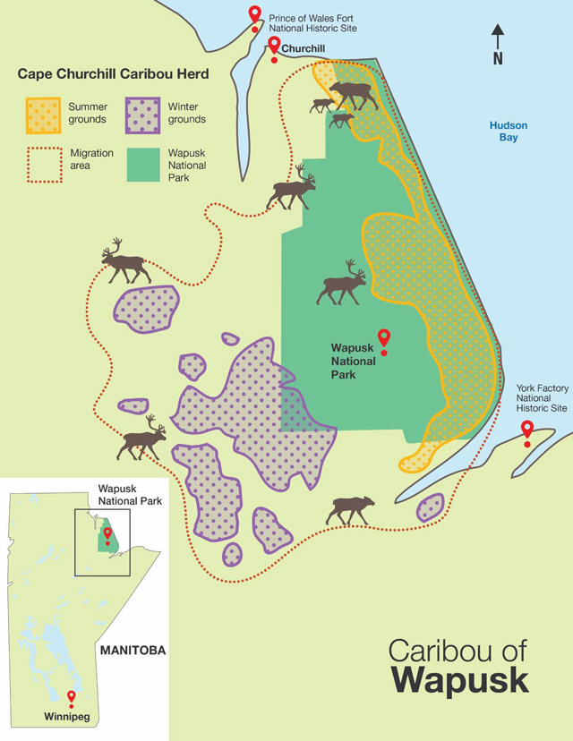 A map of northeastern Manitoba including Wapusk National Park. The legend includes summer grounds, identified along the Hudson Bay coast, and winter grounds inland to the west. A dotted line identifying the migration area is also included.