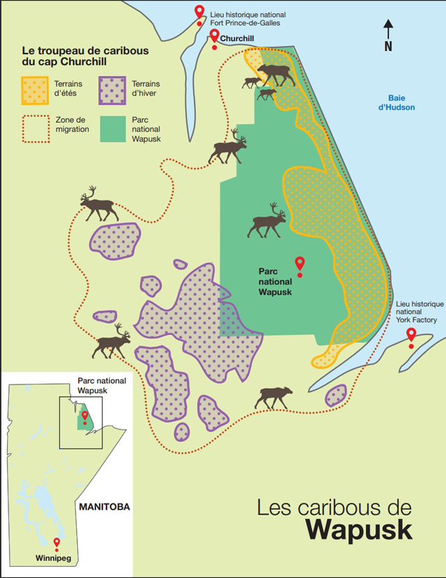 Une carte du nord-est du Manitoba incluant le parc national Wapusk La légende montre des zones d’été, identifiées le long de la côte de la baie d’Hudson, et des zones d’hiver, à l’ouest, à l’intérieur des terres. Une ligne pointillée enserre la zone de migration.