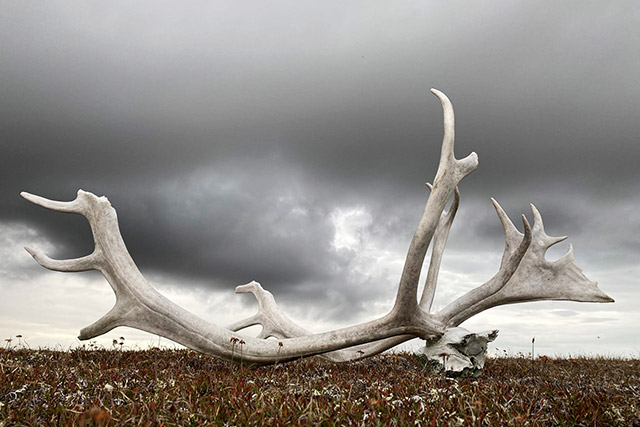 Caribou antlers on the ground with dark clouds in the background.