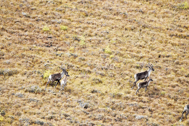 An aerial view of two pairs of caribou: one adult and one calf.