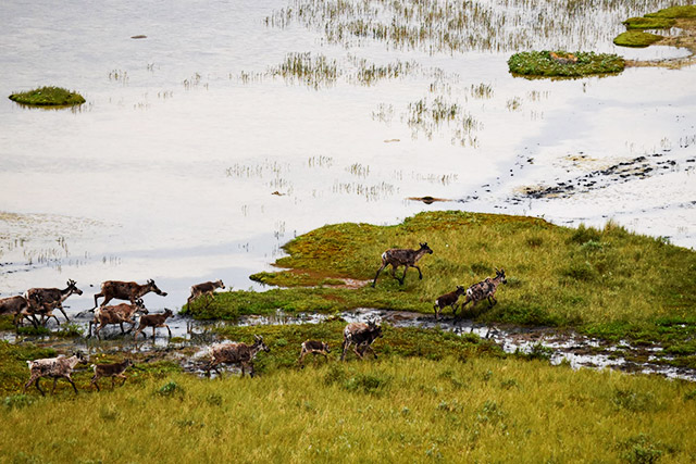 Vue aérienne d’une douzaine de caribous marchant vers un plan d’eau.
