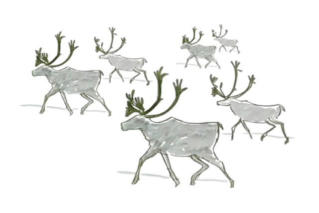 Illustration de six caribous adultes en train de marcher.