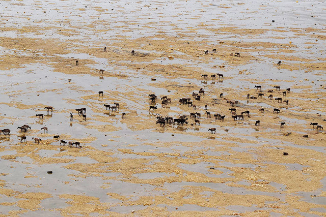 Vue aérienne de dizaines de caribous debout dans des eaux peu profondes.