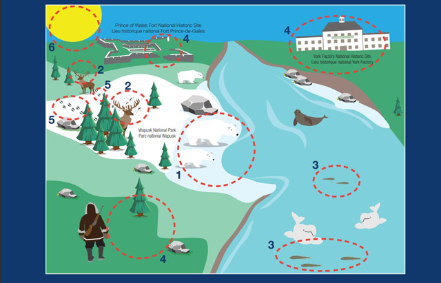Une scène du nord du Manitoba où plusieurs éléments sont encerclés : ce sont les réponses au jeu de repérage des différences. La scène comprend une rivière, une forêt, des ours polaires, des phoques, des bélugas, ainsi que les sites historiques nationaux du Fort-Prince-de-Galles et de York Factory.
