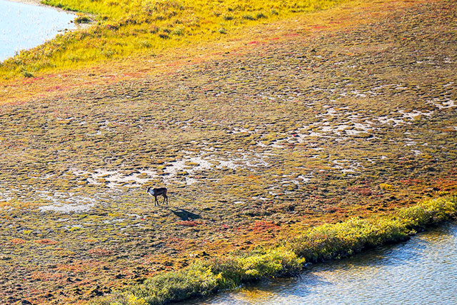 An aerial view of a caribou standing in the grass.