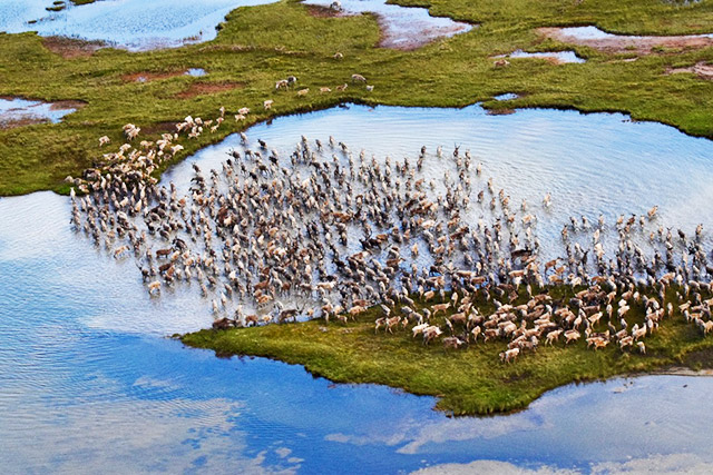 Dozens of caribou stand in a small body of water and on grass near the shore.