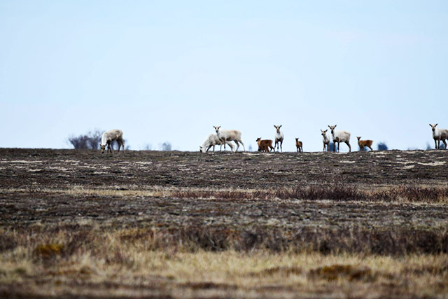 Ten caribou stand on a patch of soil.