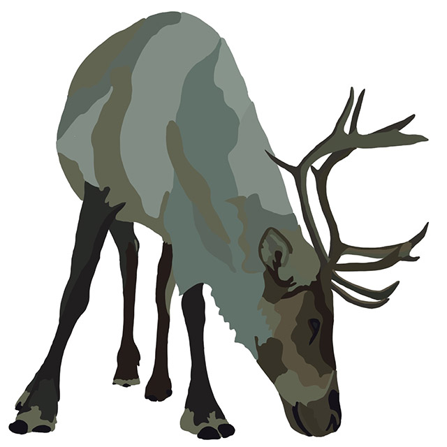 An illustration of an adult caribou with its snout near the ground.