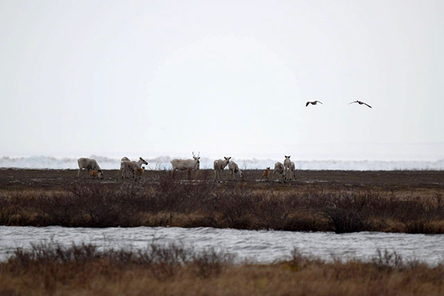 Ten caribou stand on grass near a body of water as two birds fly near them.