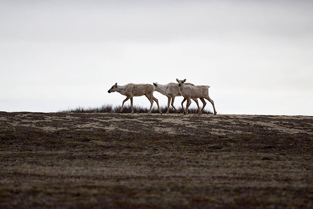 Three caribou walk on grass.