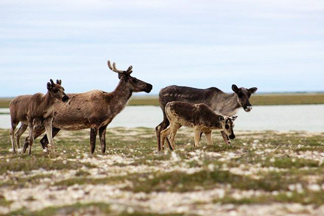 Four caribou stand on grass.