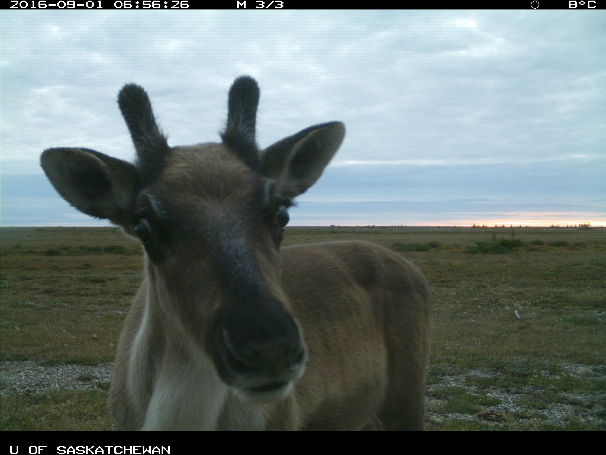 A young caribou captured on remote camera. 
