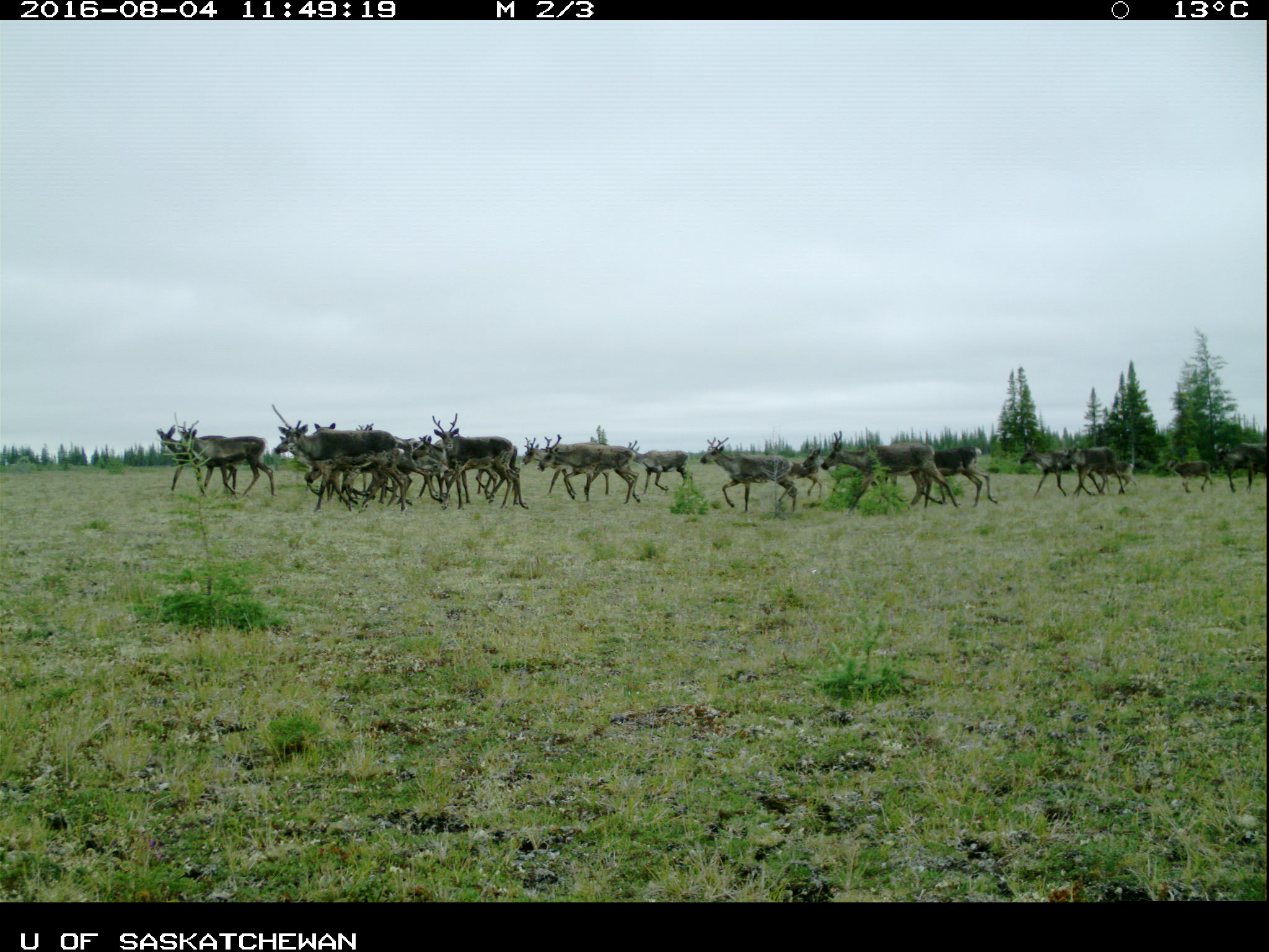 Wide shot of a large herd of caribou.