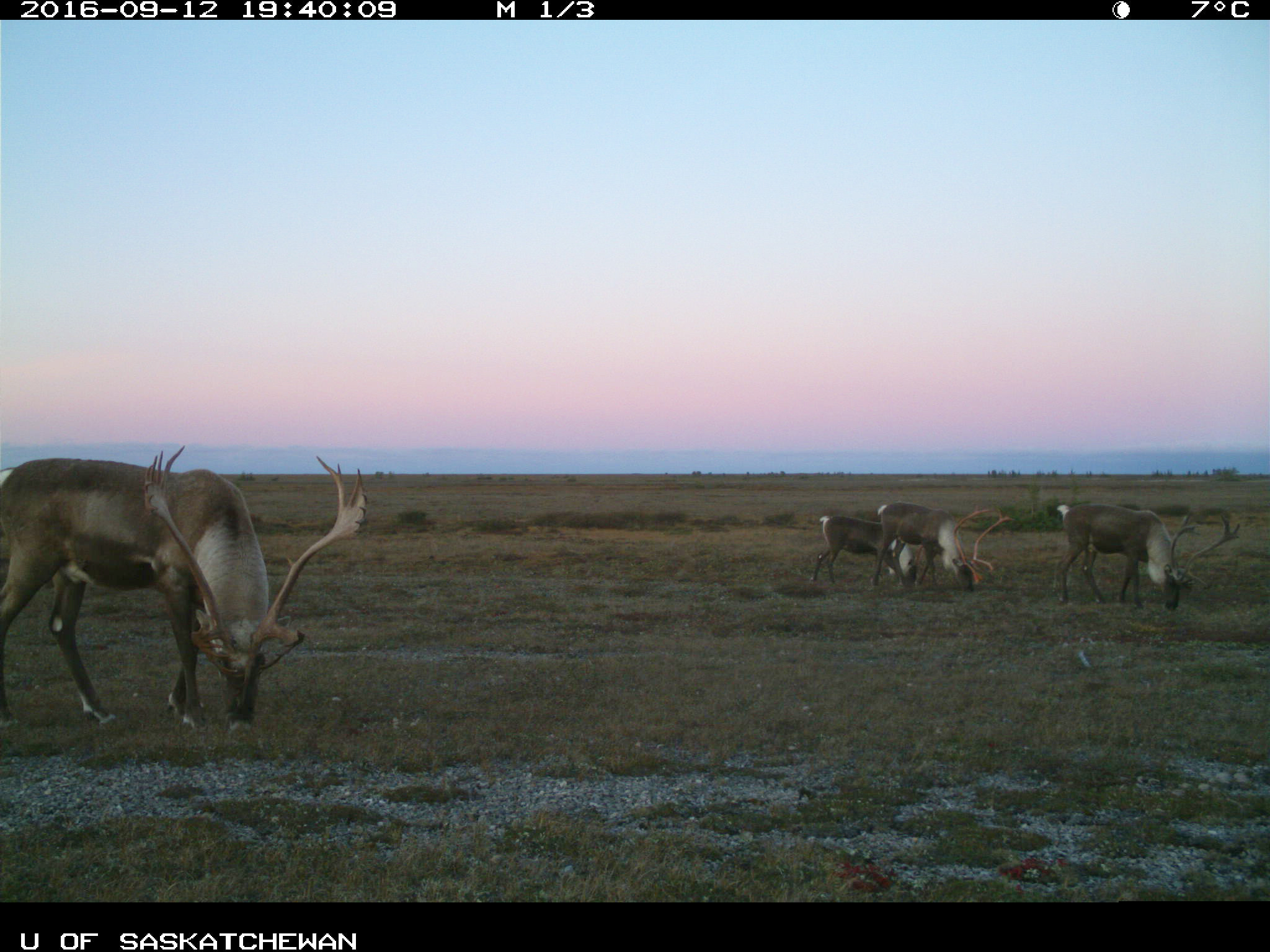 Quatre caribous en train de manger à la tombée de la nuit. 